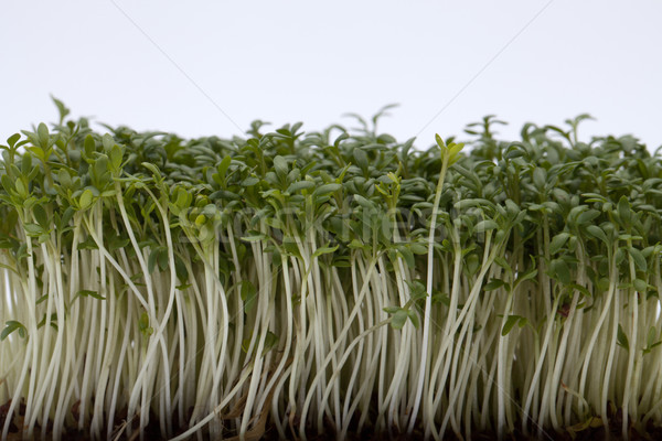 Fidan yalıtılmış beyaz gıda bitki yeme Stok fotoğraf © wjarek