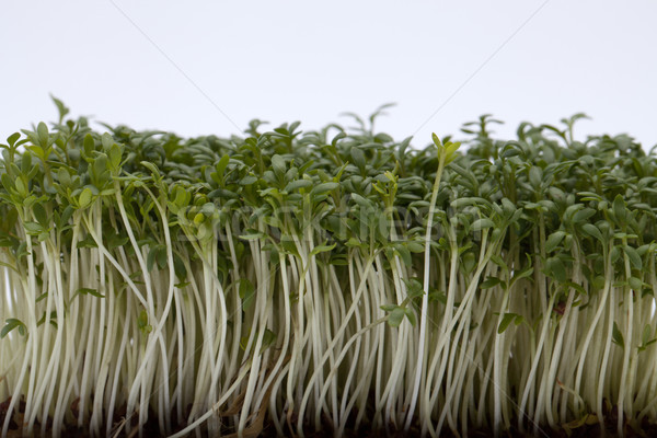 Cress seedlings isolated on white backgroun Stock photo © wjarek