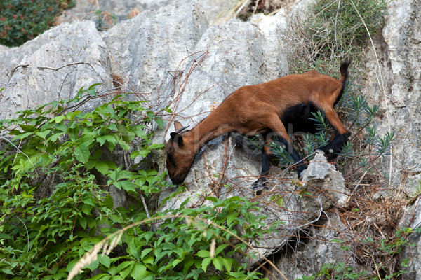 the wild Mallorcan goat in  Sa Calobra bay in Majorca Spain Stock photo © wjarek