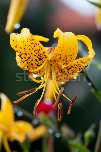 yellow lily flower in garden Stock photo © wjarek