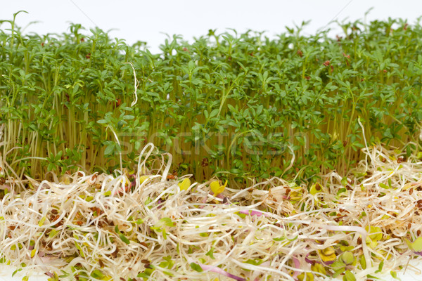 Fresh alfalfa sprouts and cress on white background  Stock photo © wjarek