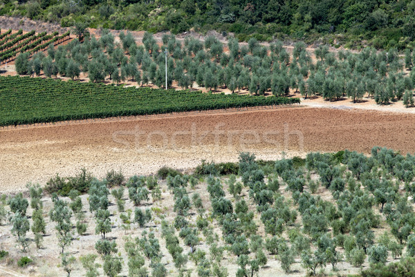 Imagine de stoc: Tuscan · peisaj · măsline · copaci · rutier · natură