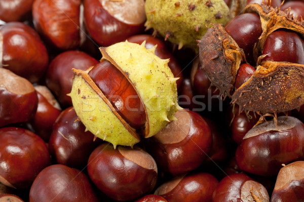 ripe chestnuts Stock photo © wjarek