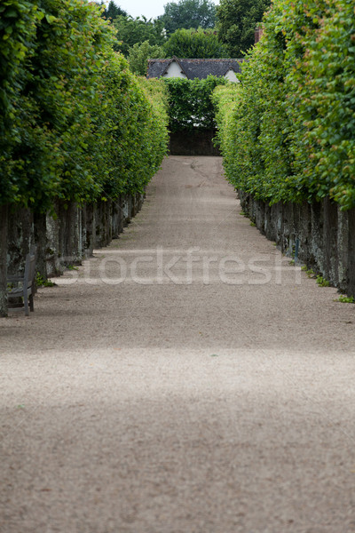 Foto stock: Decorativo · jardins · castelos · França · árvore · jardim