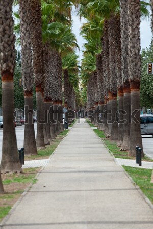 The neverending avenue with palms in Manacor. Majorca, Spain Stock photo © wjarek