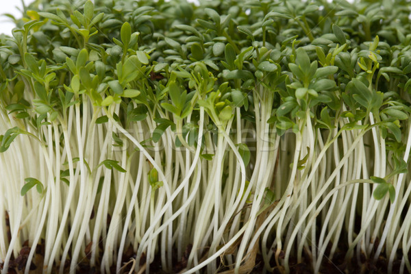 Cress seedlings isolated on white backgroun Stock photo © wjarek