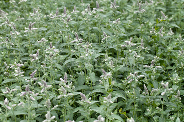 fresh mint in garden Stock photo © wjarek