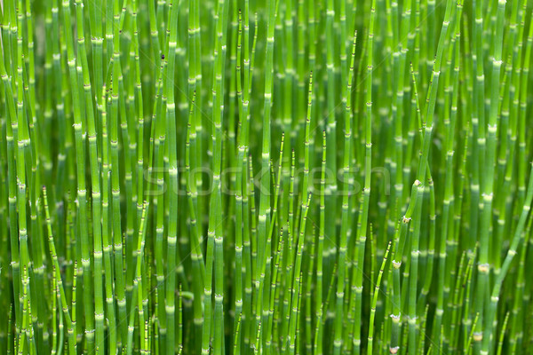 Jungen grünen Bambus Textur Baum Wald Stock foto © wjarek