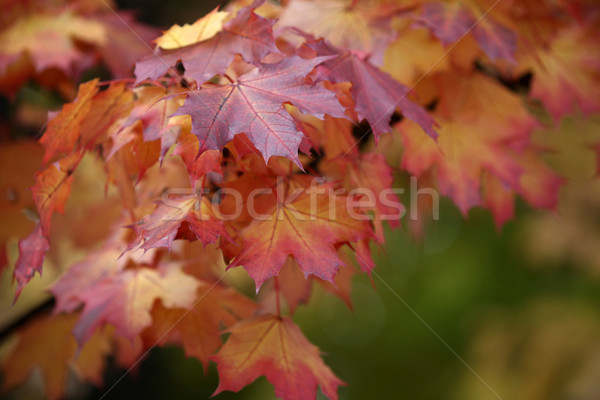 Zdjęcia stock: Wrażenie · pozostawia · jesienią · kolory · tekstury · lasu