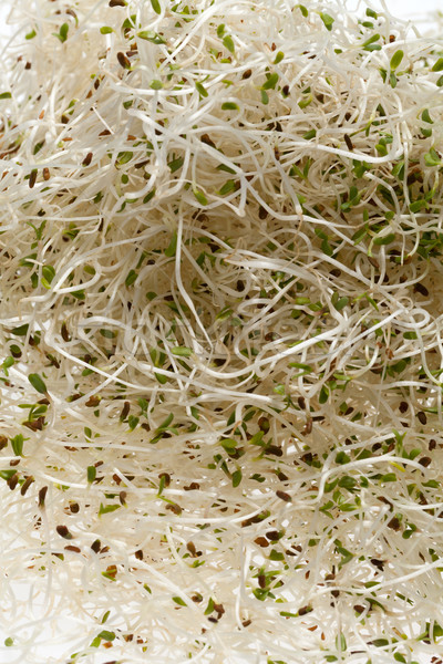 Stock photo: Fresh alfalfa sprouts on white background