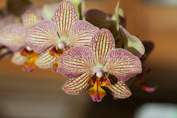 Orchidee roze Geel bloem natuur geschenk Stockfoto © wjarek