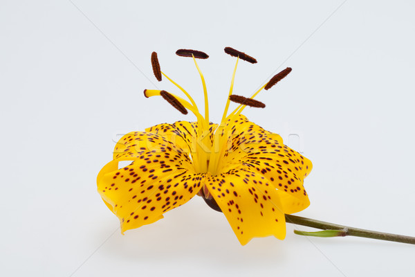 Single yellow lily  Stock photo © wjarek