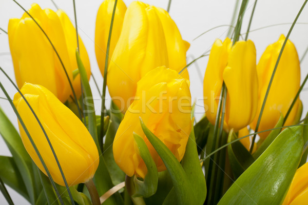 Stock photo: Yellow tulips isolated on white background 