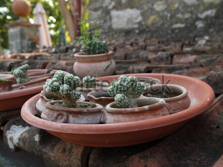 collection of cacti in ceramic flowerpots Stock photo © wjarek