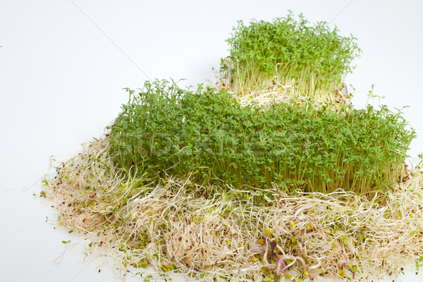 Fresh alfalfa sprouts and cress on white background  Stock photo © wjarek
