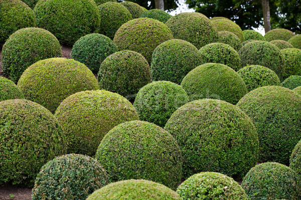  Boxwood  - Green garden balls in France, Stock photo © wjarek