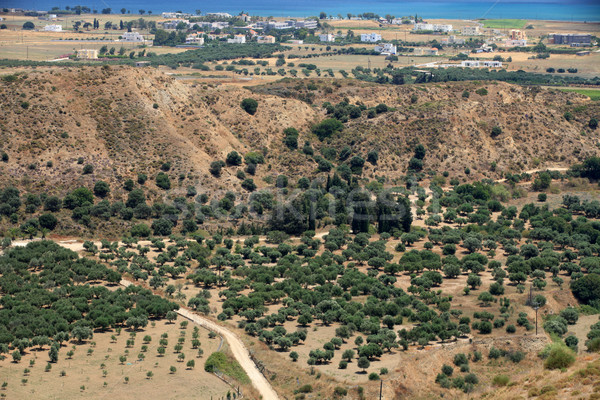 Olive groves around Kardamena as seen from the fortress Antimachia. Stock photo © wjarek