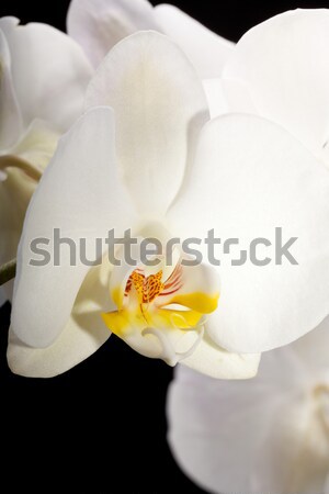 Foto d'archivio: Bianco · orchidea · isolato · bianco · nero · nero · wedding
