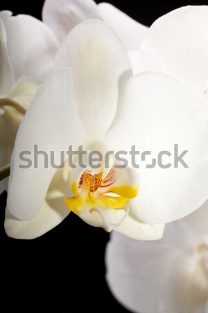 Bianco orchidea isolato bianco nero nero wedding Foto d'archivio © wjarek