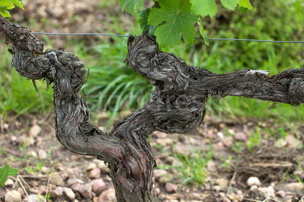 Old vines in the flowering season. Tuscany, Italy Stock photo © wjarek