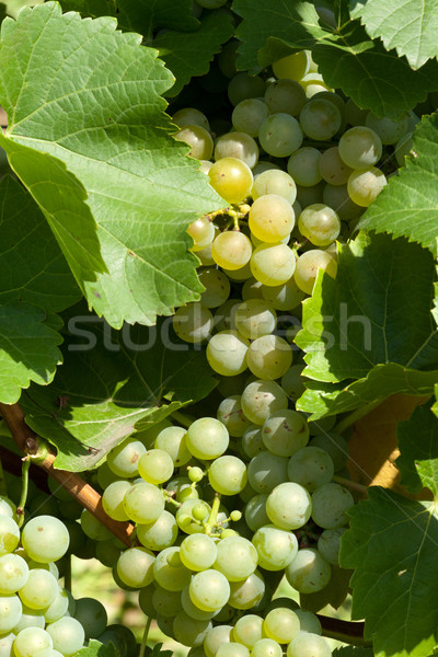 White grapes in the vineyard  Stock photo © wjarek