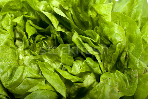 Fresh green Lettuce salad isolated on white background  Stock photo © wjarek