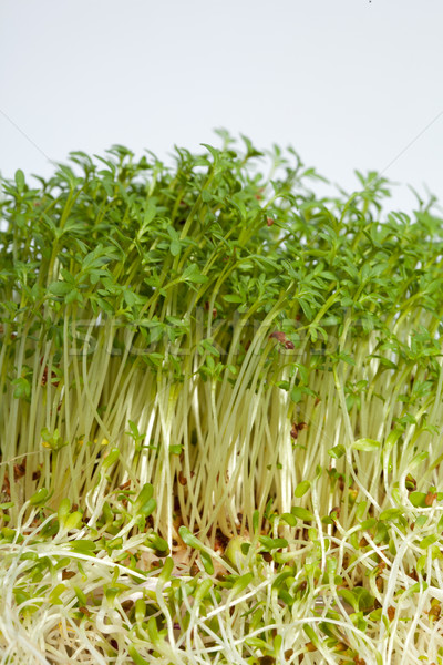 Fresh alfalfa sprouts and cress on white background  Stock photo © wjarek