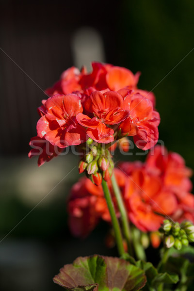Foto d'archivio: Rosso · giardino · fiori · primavera · natura · foglia