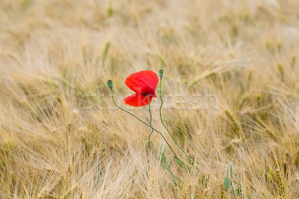 [[stock_photo]]: Rouge · coquelicots · nature · maïs · agriculture