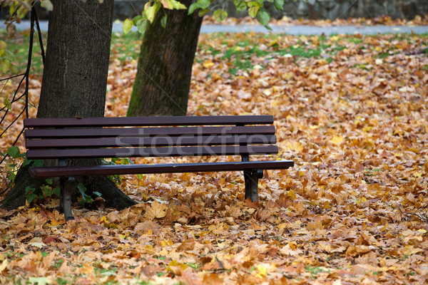 empty bench in the park in autumn Stock photo © wjarek