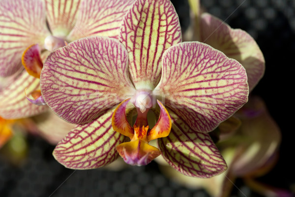 Stock photo: Freaky orchid pink and yellow 