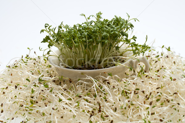 świeże lucerna biały żywności charakter liści Zdjęcia stock © wjarek
