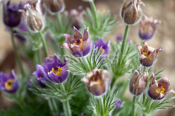 purple flower of the pasqueflower in the garden Stock photo © wjarek