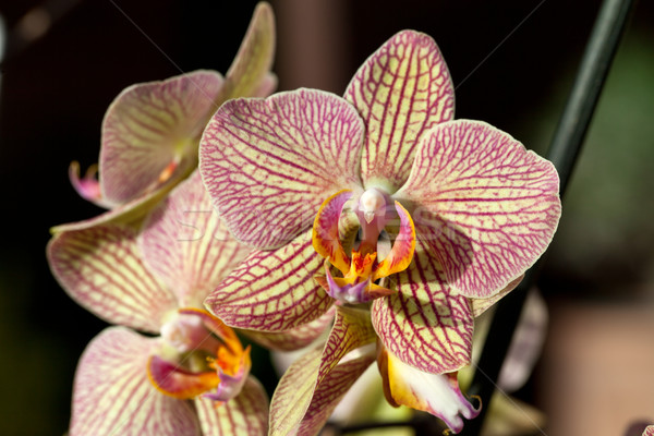 Stock fotó: Orchidea · rózsaszín · citromsárga · virág · természet · ajándék