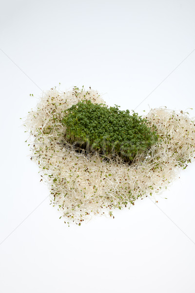 świeże lucerna biały tekstury charakter liści Zdjęcia stock © wjarek