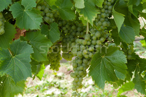 White grapes in the vineyard  Stock photo © wjarek