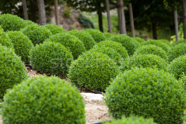  Boxwood  - Green garden balls in France, Stock photo © wjarek