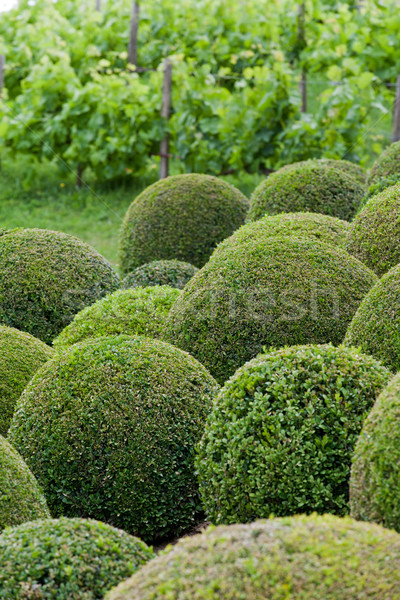  Boxwood  - Green garden balls in France, Stock photo © wjarek