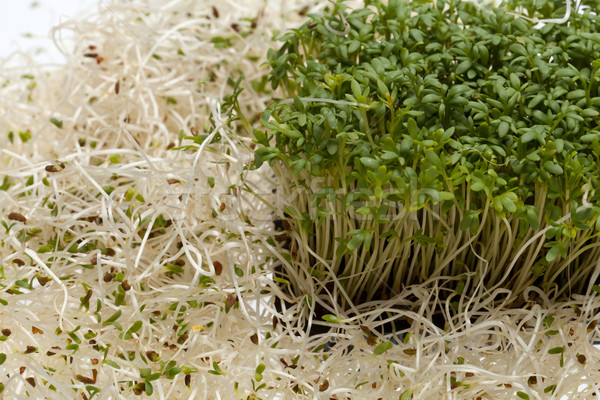 Stock photo: Fresh alfalfa sprouts and cress on white background