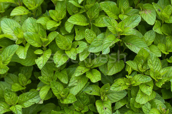 fresh mint in garden Stock photo © wjarek