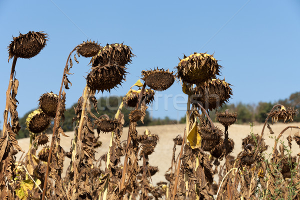 Ripened sunflowers ready for harvesting for their seeds  Stock photo © wjarek