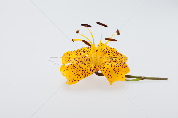 Single yellow lily  Stock photo © wjarek