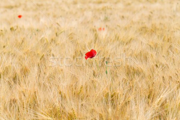 [[stock_photo]]: Rouge · coquelicots · nature · maïs · agriculture