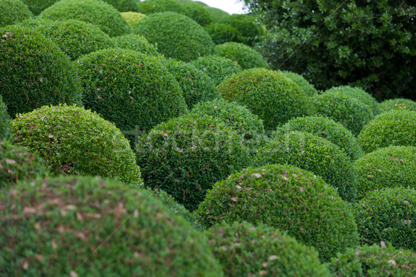  Boxwood  - Green garden balls in France, Stock photo © wjarek