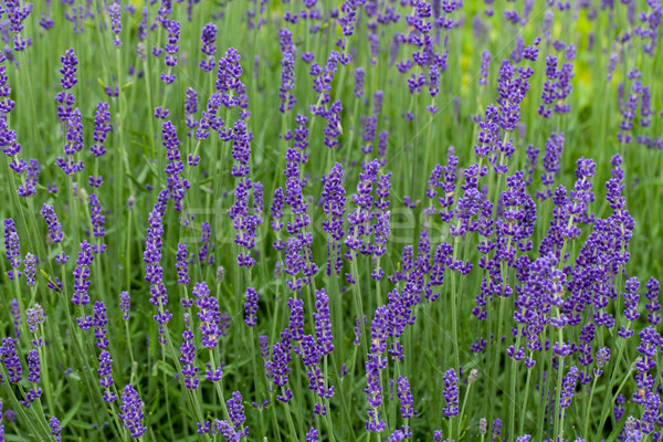 Gardens with the flourishing lavender at castles in the valley of Loire Stock photo © wjarek