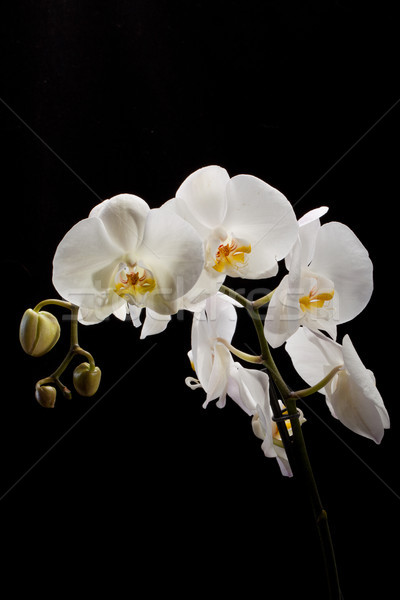 Bianco orchidea isolato bianco nero nero wedding Foto d'archivio © wjarek