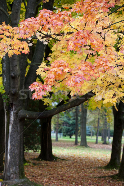 Frumos toamnă copaci parc copac pădure Imagine de stoc © wjarek