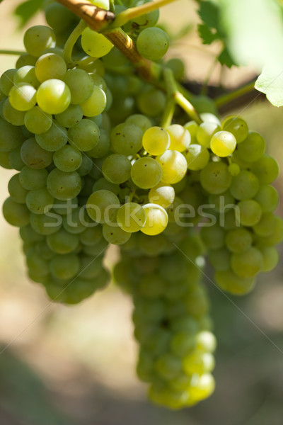 White grapes in the vineyard  Stock photo © wjarek