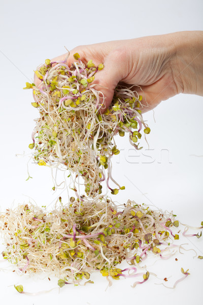 Taze alfalfa yalıtılmış beyaz doku gıda Stok fotoğraf © wjarek