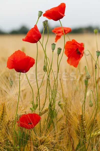 Stock photo: red poppies on the corn-field